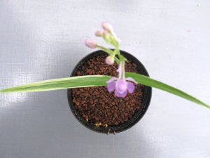画像3: 羽蝶蘭斑入
