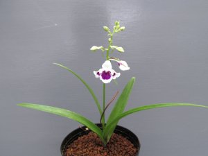 画像2: 羽蝶蘭選別花
