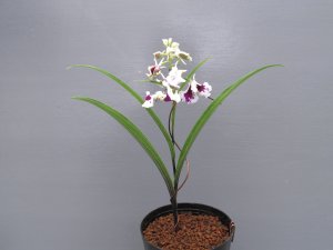 画像3: 羽蝶蘭選別花