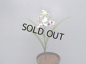 画像3: 羽蝶蘭選別花