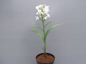 画像2: 羽蝶蘭選別花