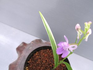 画像2: 羽蝶蘭斑入