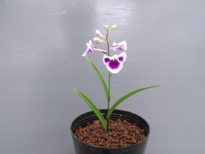 画像2: 羽蝶蘭選別花