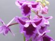 画像1: 羽蝶蘭選別花 (1)