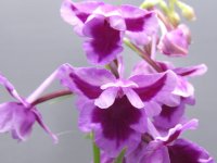 羽蝶蘭選別花