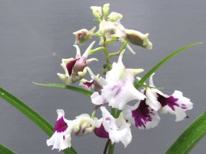 画像1: 羽蝶蘭選別花