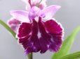 画像1: 羽蝶蘭選別花 (1)