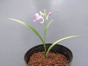 画像1: 羽蝶蘭斑入