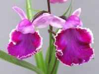 羽蝶蘭選別花