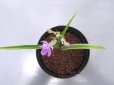 画像3: 羽蝶蘭斑入 (3)