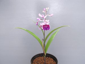 画像2: 羽蝶蘭選別花