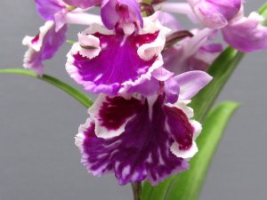 画像1: 羽蝶蘭選別花