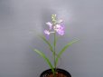 画像2: 羽蝶蘭選別花 (2)