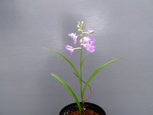 画像2: 羽蝶蘭選別花