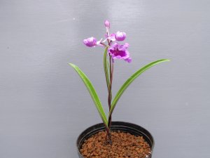 画像2: 羽蝶蘭選別花