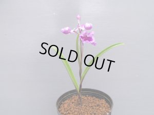 画像2: 羽蝶蘭選別花