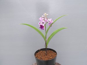 画像2: 羽蝶蘭選別花