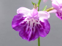 羽蝶蘭選別花