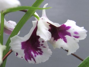 画像2: 羽蝶蘭選別花