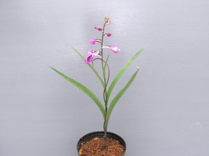 画像2: 羽蝶蘭選別花