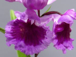 画像1: 羽蝶蘭選別花