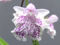 羽蝶蘭選別花
