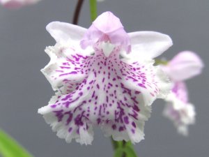 画像1: 羽蝶蘭選別花
