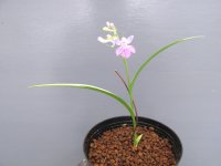羽蝶蘭斑入
