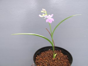 画像1: 羽蝶蘭斑入