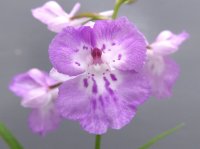 羽蝶蘭選別花