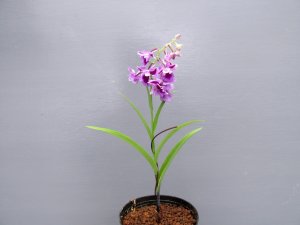 画像2: 羽蝶蘭選別花