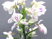 羽蝶蘭選別花
