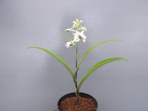画像3: 羽蝶蘭選別花