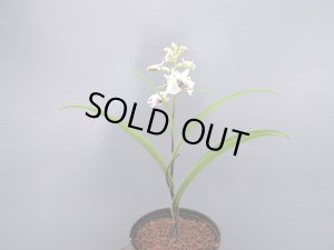 画像3: 羽蝶蘭選別花