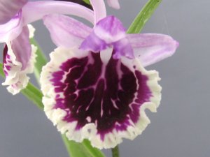 画像1: 羽蝶蘭選別花