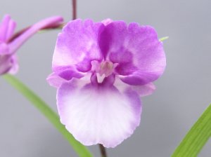 画像1: 羽蝶蘭選別花