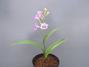 画像3: 羽蝶蘭選別花