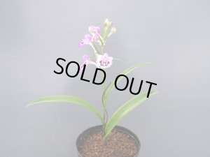 画像3: 羽蝶蘭選別花