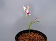 画像2: 羽蝶蘭選別花 (2)