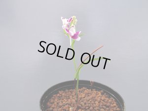 画像2: 羽蝶蘭選別花