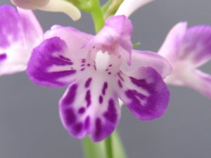 画像1: 羽蝶蘭選別花