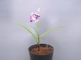 画像3: 羽蝶蘭選別花 (3)