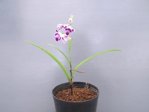 画像3: 羽蝶蘭選別花