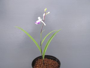 画像2: 羽蝶蘭選別花