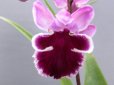画像1: 羽蝶蘭選別花　（親子2本立ち） (1)