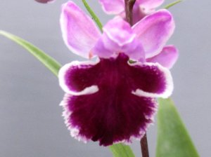 画像1: 羽蝶蘭選別花　（親子2本立ち）