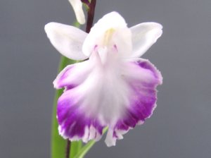 画像1: 羽蝶蘭選別花