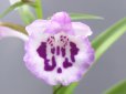 画像2: 羽蝶蘭選別花 (2)