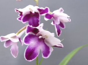 画像2: 羽蝶蘭選別花