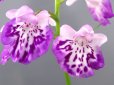 画像1: 羽蝶蘭選別花 (1)